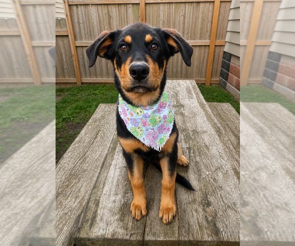 Medium Photo #2 Shepweiller Puppy For Sale in Springdale, PA, USA