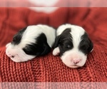 Small Photo #3 Sheepadoodle Puppy For Sale in NEW LONDON, MN, USA