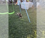 Small Photo #23 German Shepherd Dog Puppy For Sale in MODESTO, CA, USA
