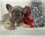 Small Photo #4 French Bulldog Puppy For Sale in CEDAR LANE, PA, USA