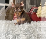 Small #3 Miniature Pinscher