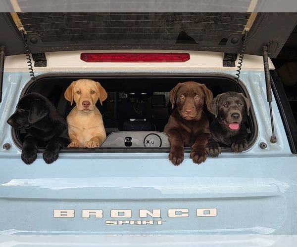 Medium Photo #12 Labrador Retriever Puppy For Sale in SHELBYVILLE, IN, USA