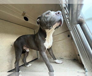 Mutt Dogs for adoption in Oklahoma City, OK, USA