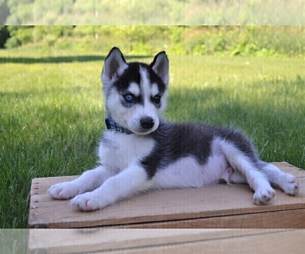 Medium Photo #3 Siberian Husky Puppy For Sale in GOSHEN, IN, USA