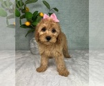 Small #6 Cavapoo