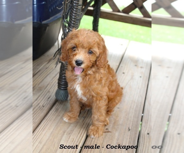 Medium Photo #5 Cockapoo (Miniature) Puppy For Sale in CLARKRANGE, TN, USA