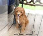 Small #4 Cockapoo (Miniature)