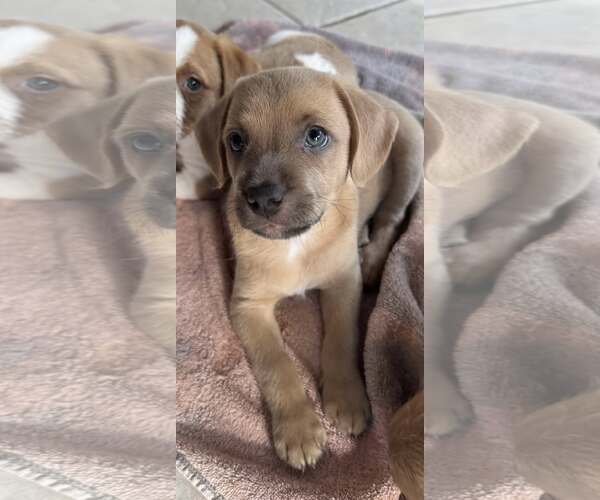 Medium Photo #4 Dachshund-Unknown Mix Puppy For Sale in Cave Creek, AZ, USA