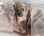 Small #3 Dachshund Mix