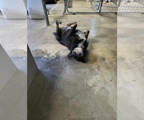 Medium Photo #8 Australian Shepherd-Rottweiler Mix Puppy For Sale in Stover, MO, USA