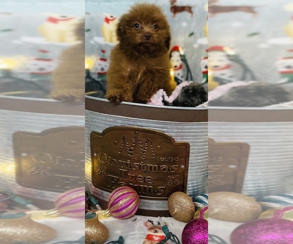 Medium Photo #1 Poodle (Toy) Puppy For Sale in CINCINNATI, OH, USA