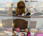 Small Photo #1 Poodle (Toy) Puppy For Sale in CINCINNATI, OH, USA