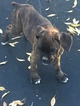 Small Photo #17 Boxer Puppy For Sale in AFTON, WY, USA