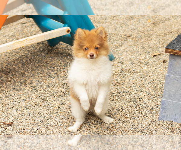Medium Photo #3 Pomeranian Puppy For Sale in NAPPANEE, IN, USA