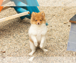 Small #2 Pomeranian