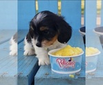 Puppy Puppy Oreo Schweenie