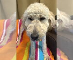 Small #6 Goldendoodle