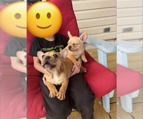 Medium Photo #27 French Bulldog Puppy For Sale in CEDAR RAPIDS, IA, USA