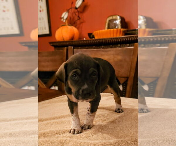 Medium Photo #1 Mutt Puppy For Sale in Plainfield, IL, USA