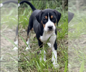 Bluetick Coonhound-Treeing Walker Coonhound Mix Dogs for adoption in Anchorage, AK, USA