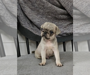 Pug Puppy for sale in BRIDGETOWN, OH, USA