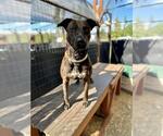 Small #1 American Pit Bull Terrier Mix