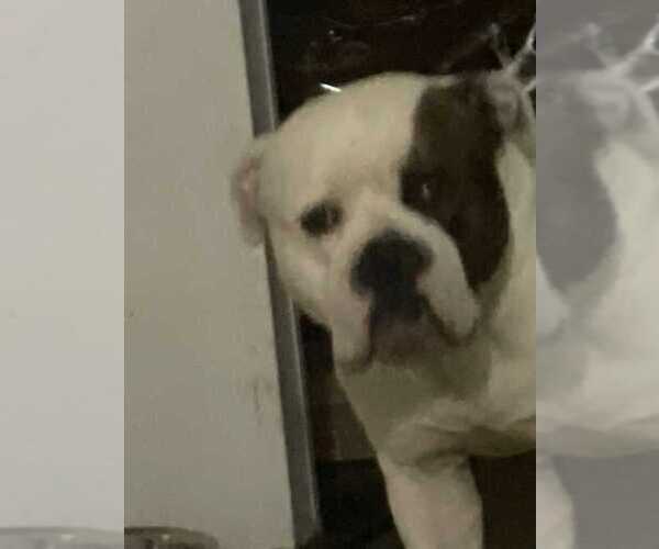Medium Photo #5 American Bulldog Puppy For Sale in BLUE SPRINGS, MO, USA