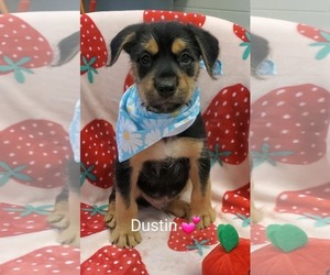 Mutt Dogs for adoption in SHERBURNE, NY, USA