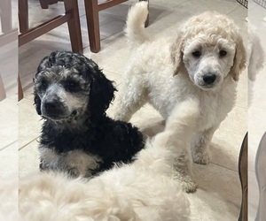 Poodle (Standard) Puppy for sale in WENTZVILLE, MO, USA