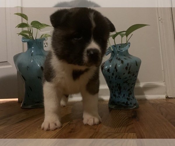 Medium Photo #6 Akita Puppy For Sale in UNION CITY, GA, USA