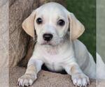 Small #1 Chihuahua-Colonial Cocker Spaniel Mix