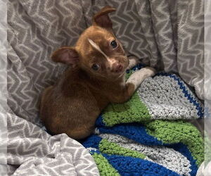 Boston Terrier-Unknown Mix Dogs for adoption in Oakhurst, NJ, USA