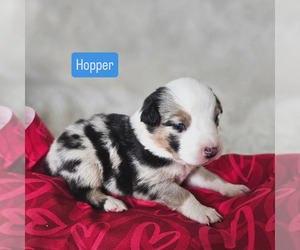 Australian Shepherd Puppy for sale in PHOENIX, AZ, USA