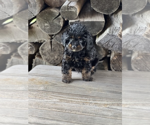 Medium Photo #2 Cavapoo (Miniature) Puppy For Sale in DUNDEE, OH, USA