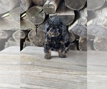 Small #1 Cavapoo (Miniature)