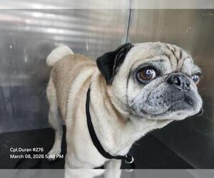 Pug-Unknown Mix Dogs for adoption in San Antonio, TX, USA