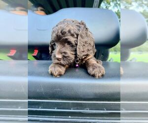 Miniature Bernedoodle Puppy for sale in MANTENO, IL, USA