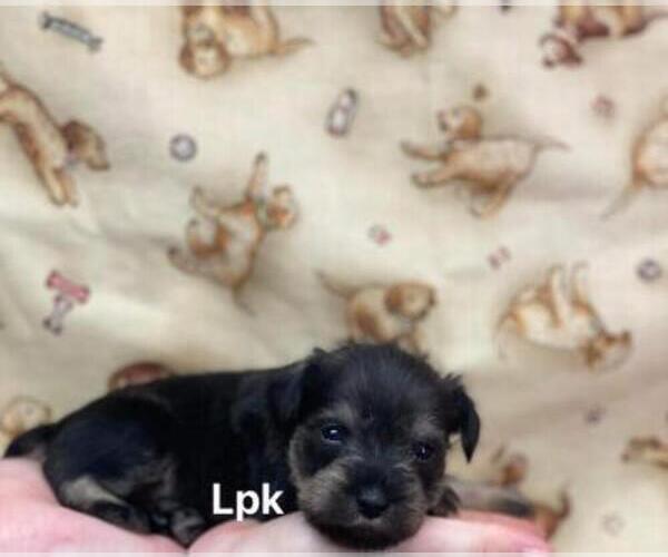 Medium Photo #2 Schnauzer (Miniature) Puppy For Sale in WINNSBORO, LA, USA