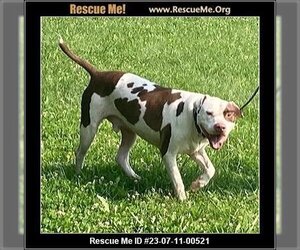American Pit Bull Terrier Dogs for adoption in Benton, PA, USA