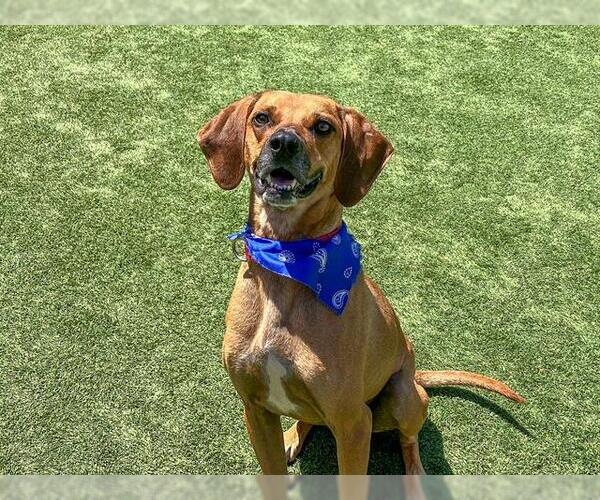 Medium Photo #2 Unknown-Vizsla Mix Puppy For Sale in Orange, CA, USA