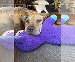 Small #11 American Staffordshire Terrier Mix