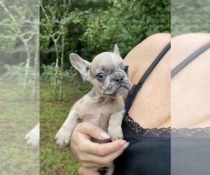 French Bulldog Puppy for sale in JACKSONVILLE, FL, USA