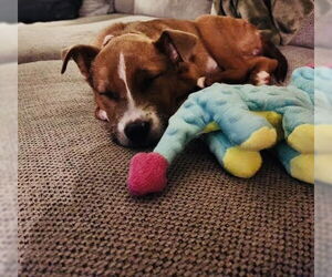 Pepper - Female Shepradors Dog for Adoption - Photo #8