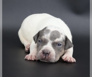 American Bully Puppy for sale in CHAMPAIGN, IL, USA