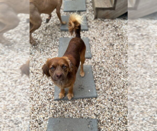 Medium Photo #5 Cavalier King Charles Spaniel-Unknown Mix Puppy For Sale in Oak Bluffs, MA, USA