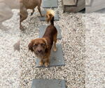 Small #4 Cavalier King Charles Spaniel Mix