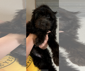 Labradoodle Dogs for adoption in Coralville, IA, USA