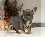 Small #4 French Bulldog