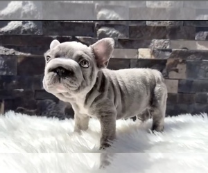 French Bulldog Puppy for sale in VIRGINIA BEACH, VA, USA