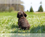 Small Photo #13 Cocker Spaniel Puppy For Sale in WARSAW, IN, USA